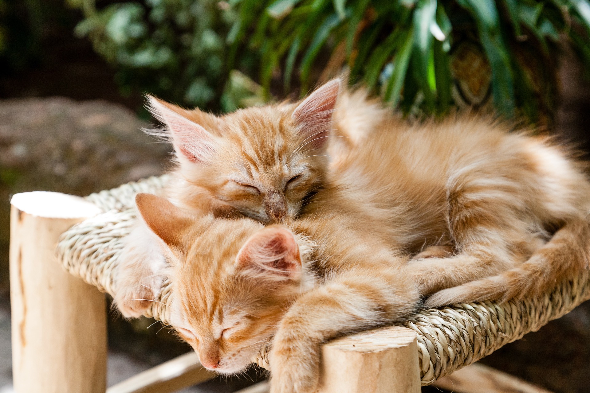 Two orange kittens sleeping on a stool.
