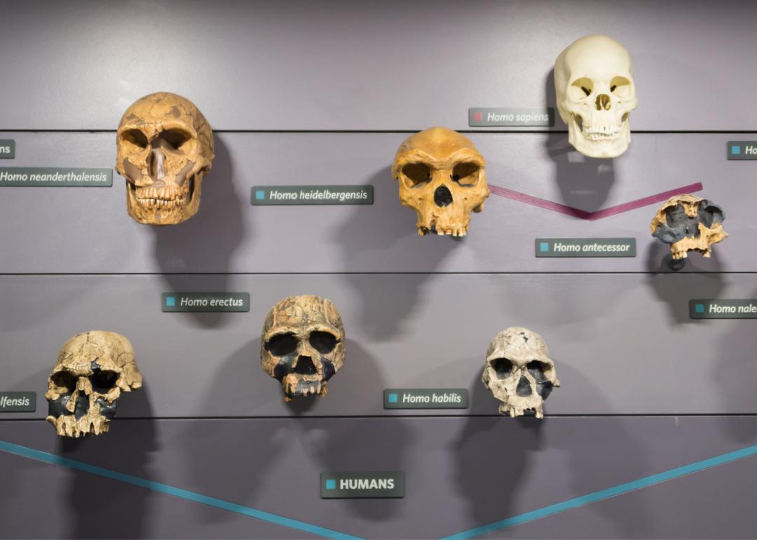 How Human Height Has Changed Over Time And What Might Be Behind It 