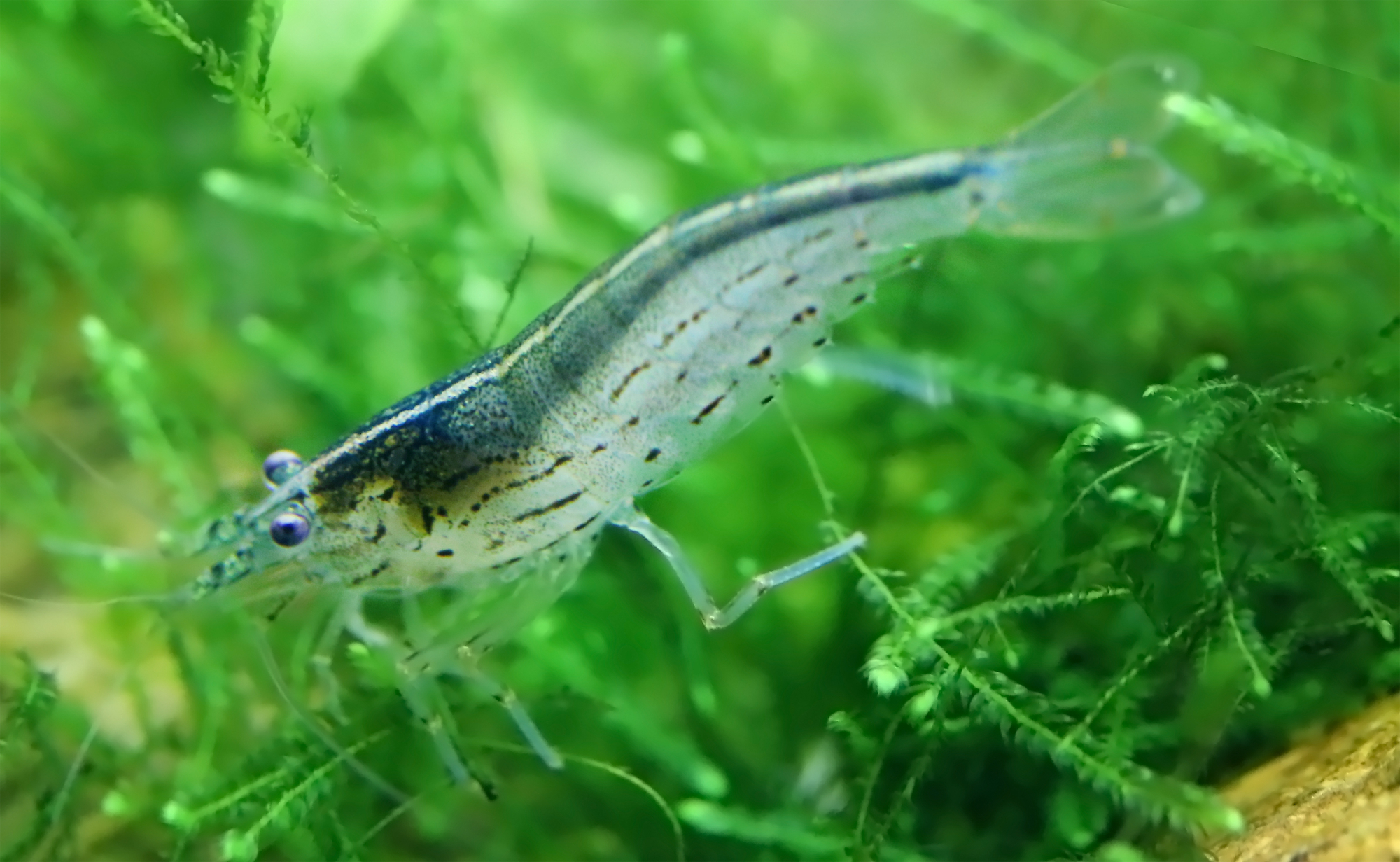 How Many Amano Shrimp Per Gallon Can You Keep A Helpful Guide